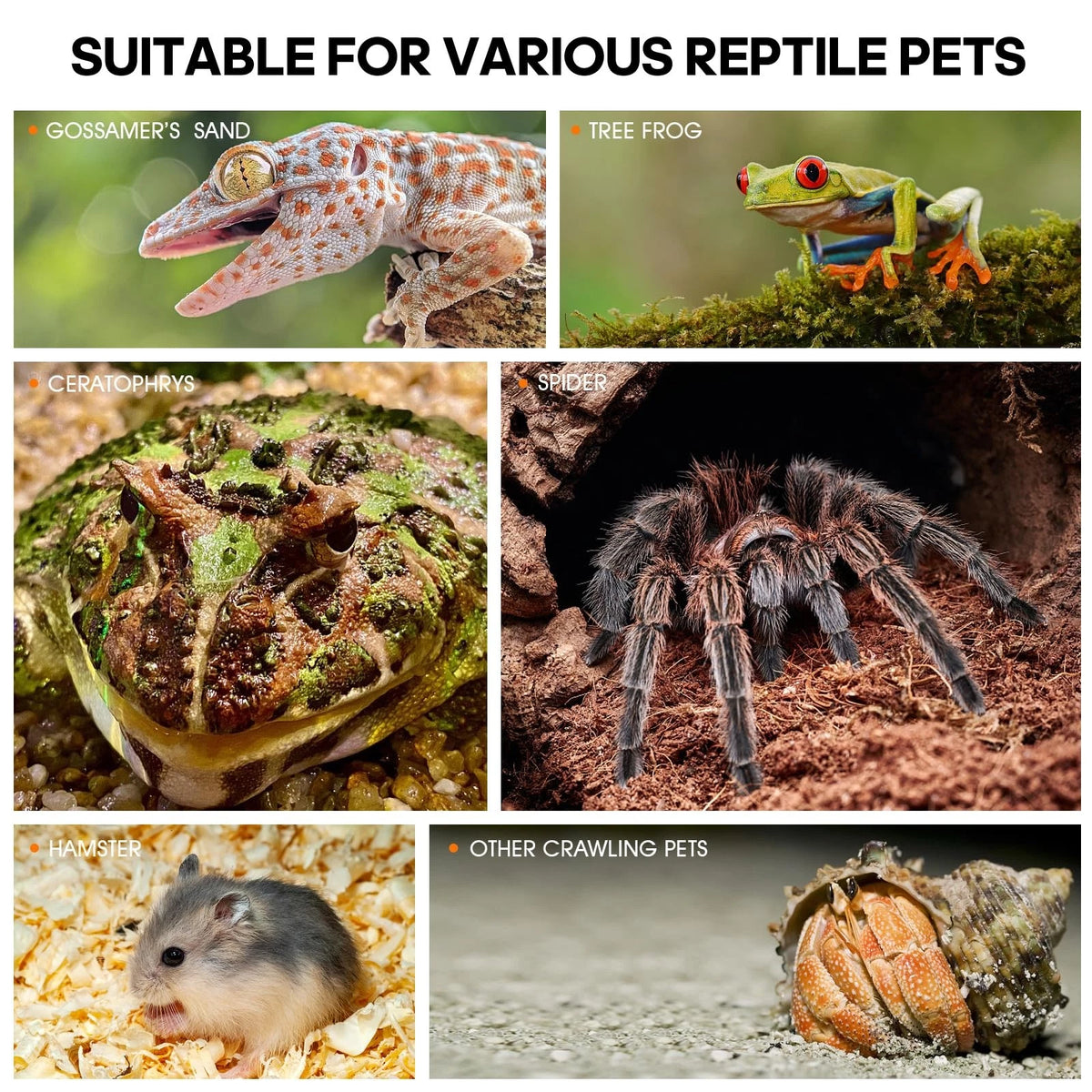Acrylic Jumping Spider Habitat, Insect Terrarium, Bug Small, Transparent