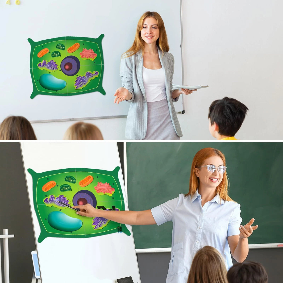 Leitee 18 Pcs Magnetic Plant Cell Model Kits Giant Teaching 17.8 x 13.7 in