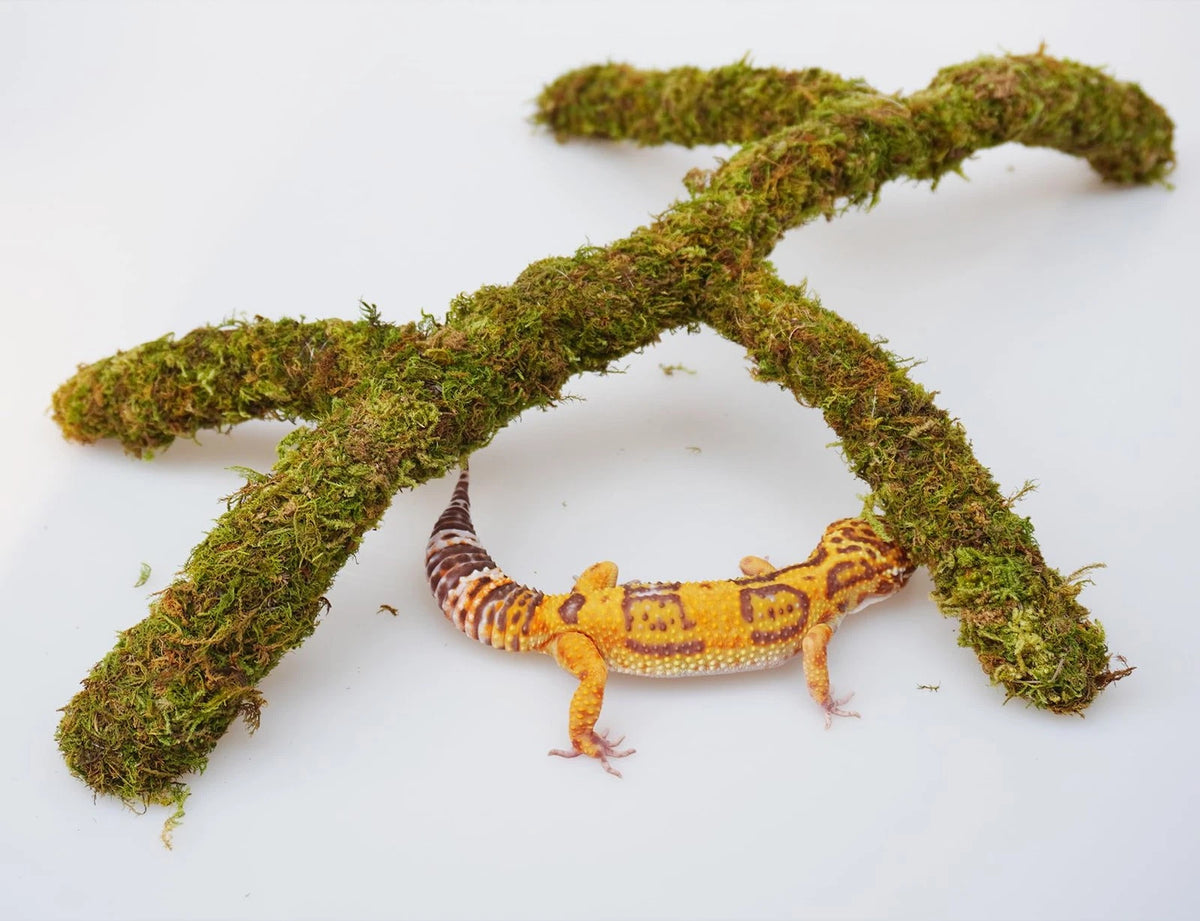 Jinymral Leopard Gecko Tank Accessories, Adjustable Climbing Toys 16 inche