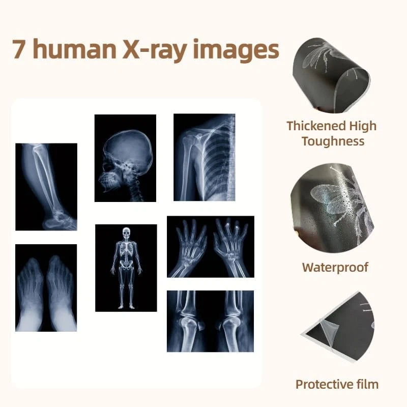 X-ray Science Education Package for Human Anatomy 8.3 inches by 11.7