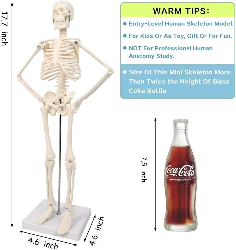 HORIZON 17.7“ High Scientific Human Skeleton Model for Anatomy,Anatomy...