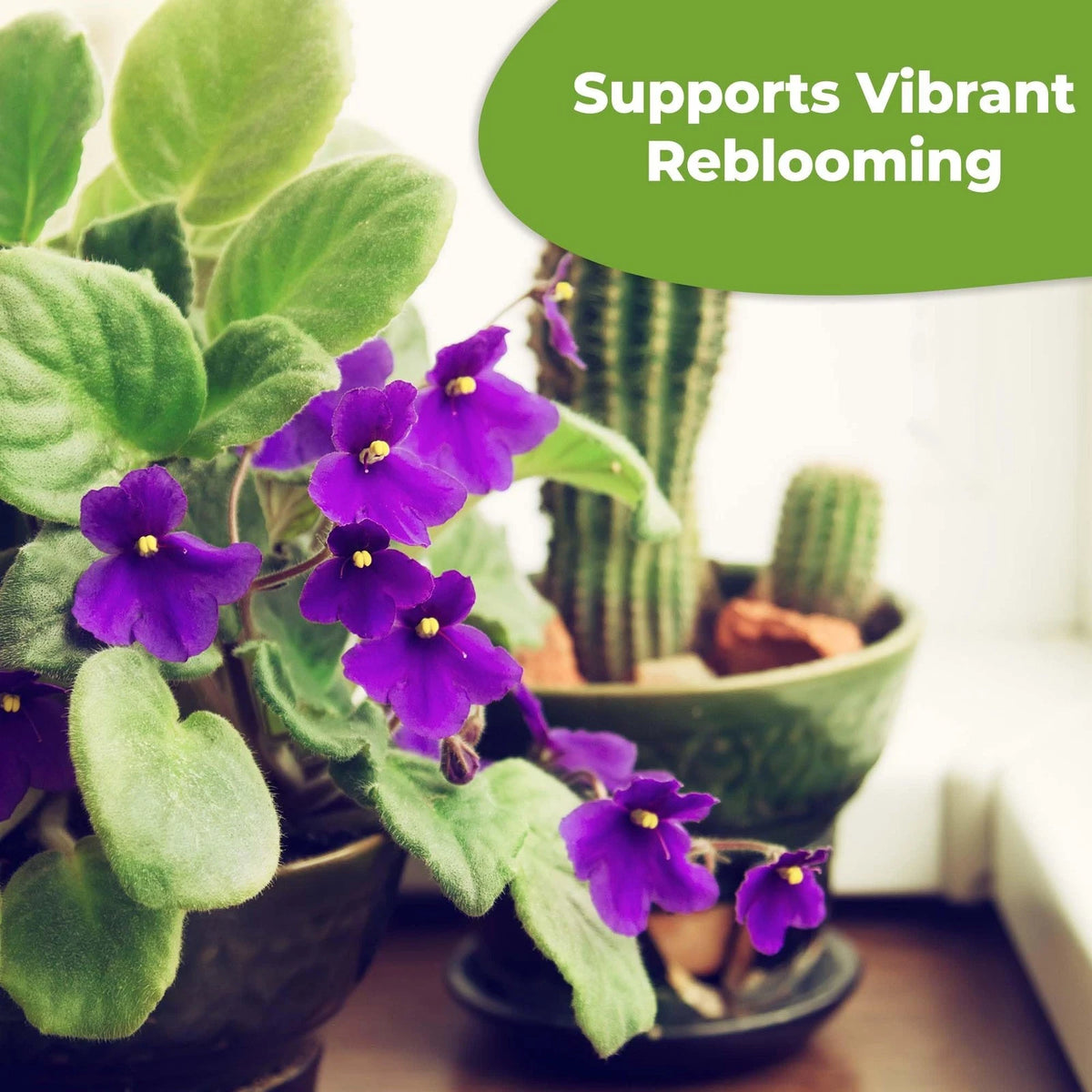 Liquid African Violet Food Drops by Perfect Plants | Fertilizer for Your...