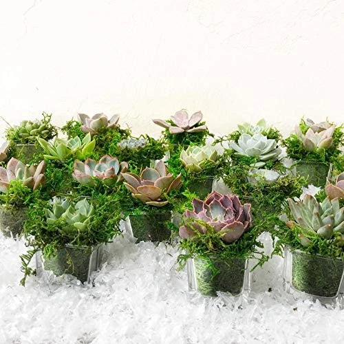 BYHER Artificial Moss Fake 10 inches x 4 x 3 inches, 3.5oz, Fresh