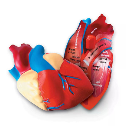 Learning Resources Cross-Section Human Heart 5 x 5 x 5 inches, Multi-color [1]
