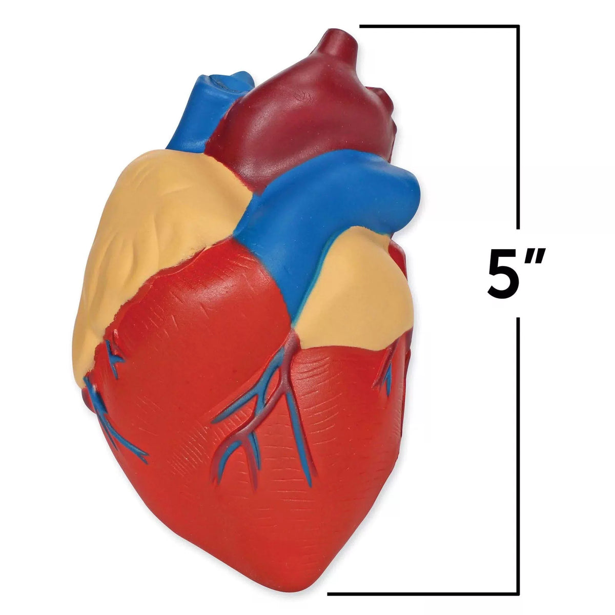 Learning Resources Cross-Section Human Heart 5 x 5 x 5 inches, Multi-color [2]