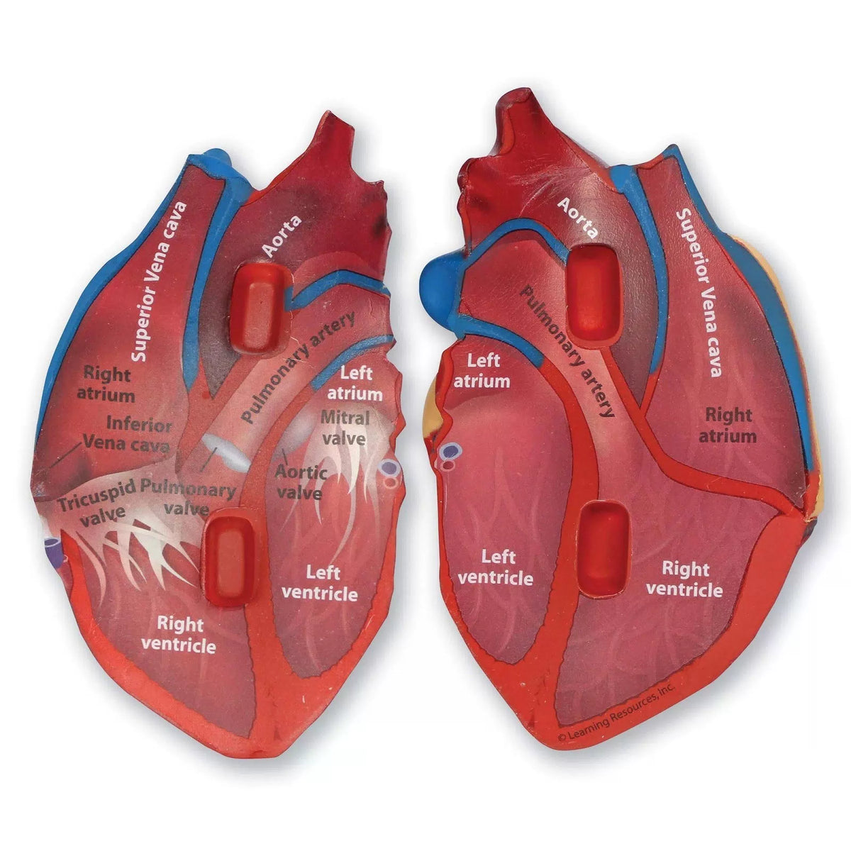 Learning Resources Cross-Section Human Heart 5 x 5 x 5 inches, Multi-color [3]