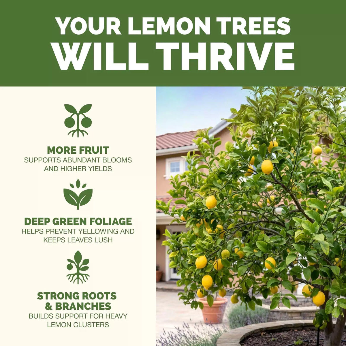 Lemon Tree Fertilizer, Complete Plant Food, 8 oz 8 (1/2 Pint) [2]
