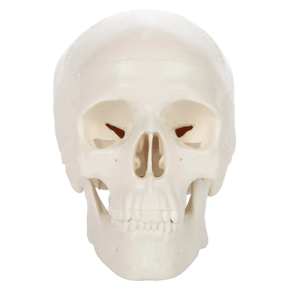 Miniature Human Skull Model, 3.5" Tall 3-Part 2 x 4 x 3 inches, Bone White