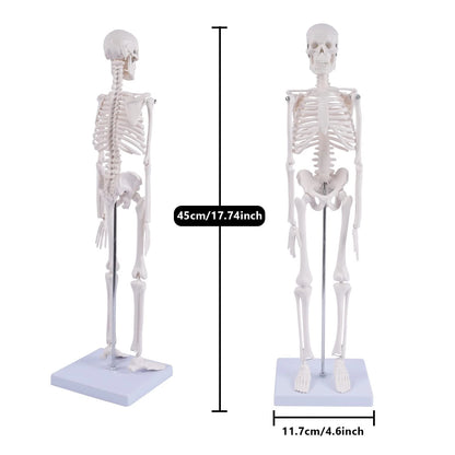 NLShan Human Skeleton Model for Anatomy: 17.7 Inches skeleton model