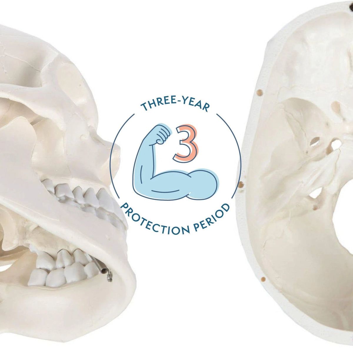 Axis Scientific Human Skull Model Life size (8 x 7 x 5 inches), Bone White