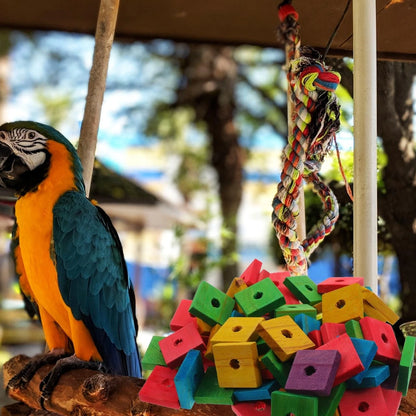 GANAZONO 100Pcs Parrot Wood Blocks Toys Wooden 3X3CM, Random Color