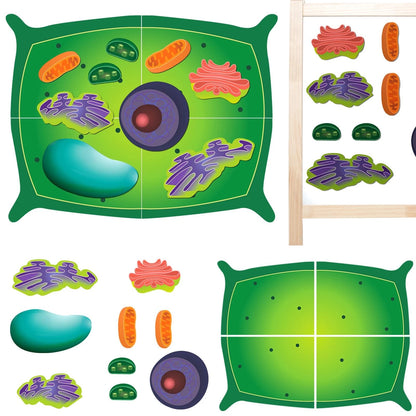 Leitee 18 Pcs Magnetic Plant Cell Model Kits Giant Teaching 17.8 x 13.7 in