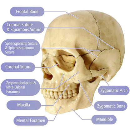 EVOTECH SCIENTIFIC Mini Human Skull Model, Didactic 15 Parts Bone Color
