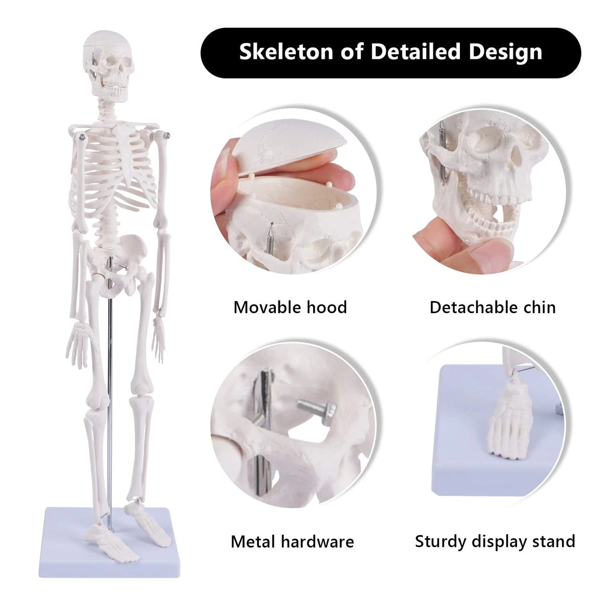 NLShan Human Skeleton Model for Anatomy: 17.7 Inches skeleton model