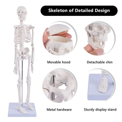 NLShan Human Skeleton Model for Anatomy: 17.7 Inches skeleton model