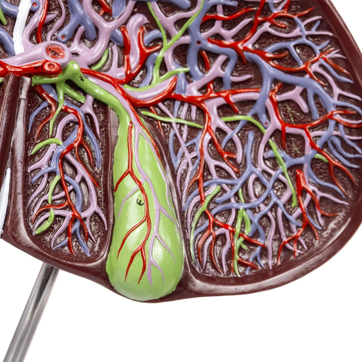 EVOTECH SCIENTIFIC Deluxe Human Liver Anatomical Model, 2 Parts 1.5X...