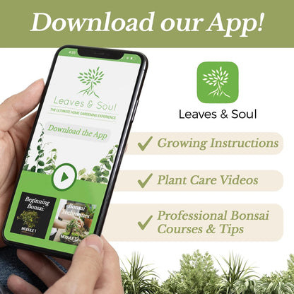 LEAVES AND SOUL Professional Liquid Corn Fertilizer | 5-1-5 Concentrate,