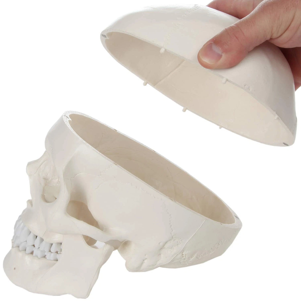 Axis Scientific Human Skull Model Life size (8 x 7 x 5 inches), Bone White