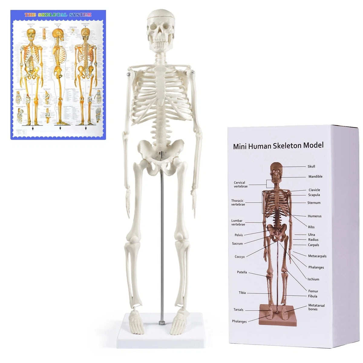 NLShan Human Skeleton Model for Anatomy: 17.7 Inches skeleton model