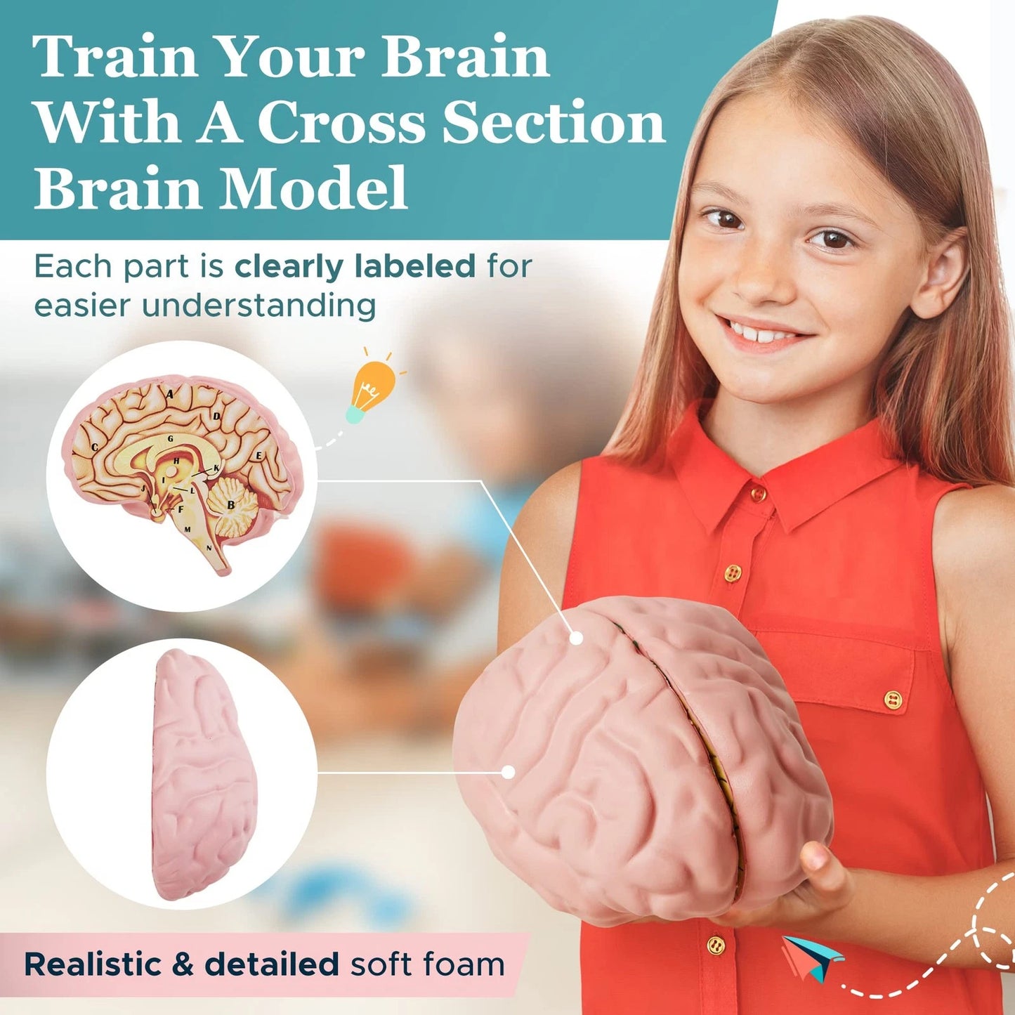 Cross Section Foam Brain Model | Free Stand, Answer Sheet & Digital...