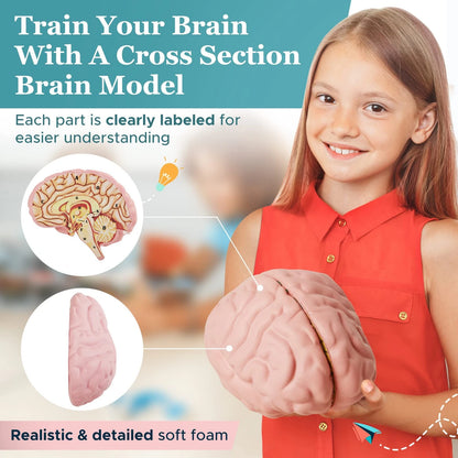 Cross Section Foam Brain Model | Free Stand, Answer Sheet & Digital...