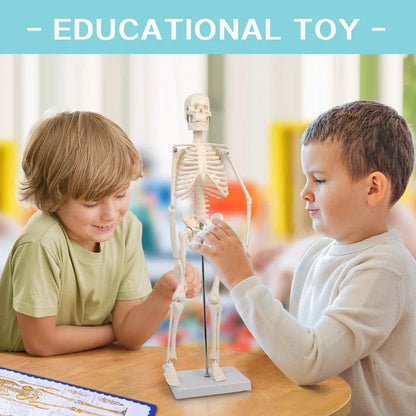 HORIZON 17.7“ High Scientific Human Skeleton Model for Anatomy,Anatomy...