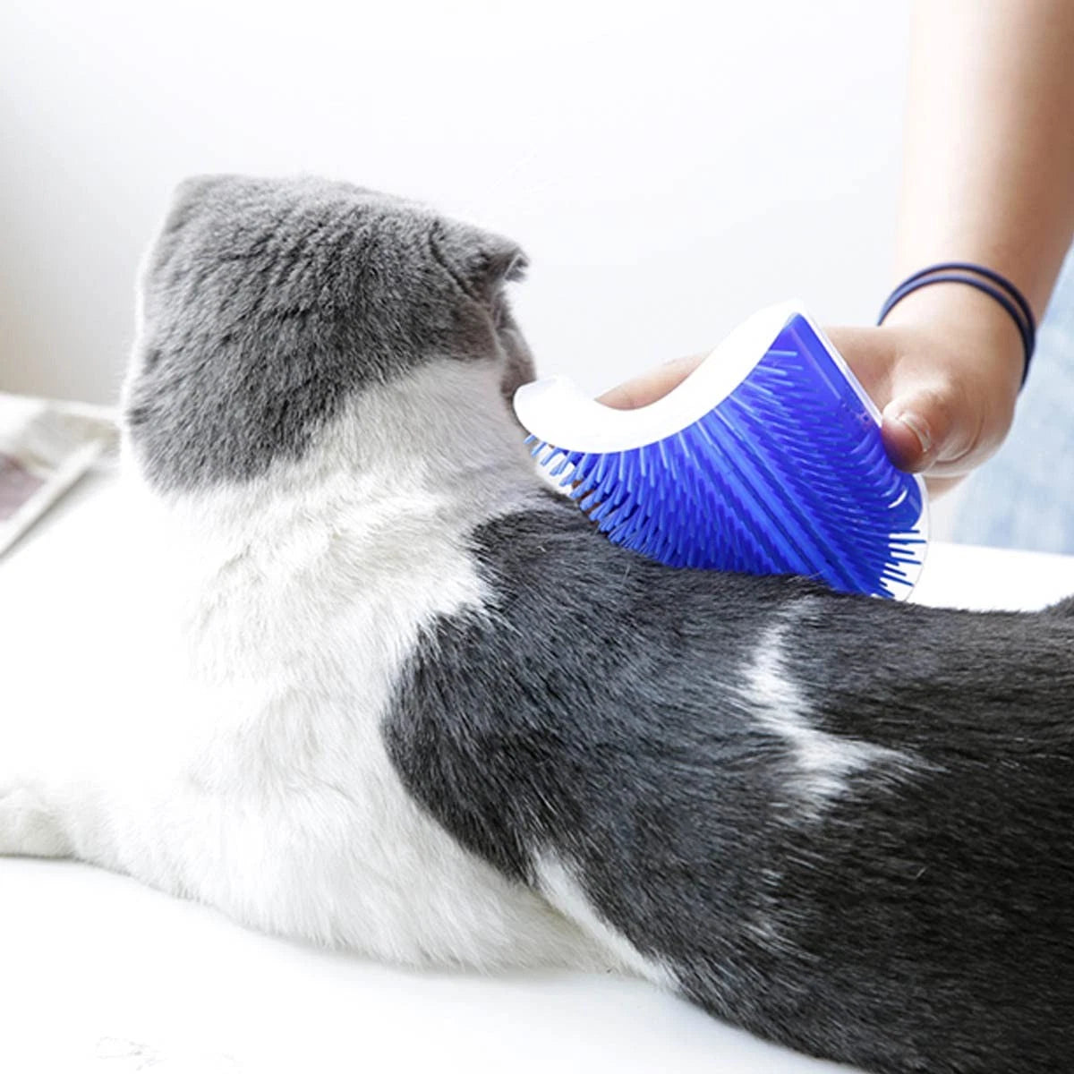 2 Pack Self Grooming Wall Brush for Cats and Dogs - Cat Groomer with Blue
