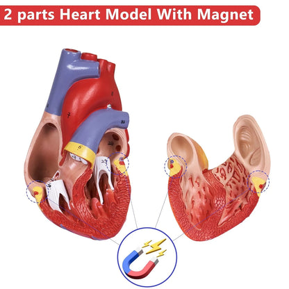 breesky Scientific Human Heart Model 2-Part Life Size Replica...