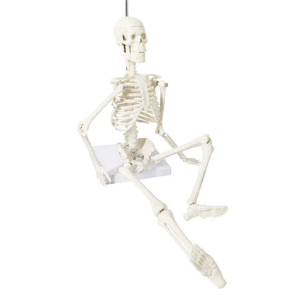 EVOTECH SCIENTIFIC Mini Human 17.7''-1/4 life size, Skeleton Model