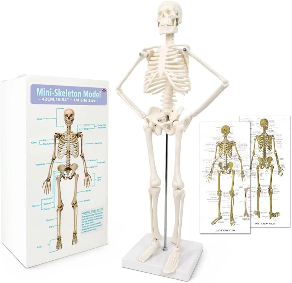HORIZON 17.7“ High Scientific Human Skeleton Model for Anatomy,Anatomy...