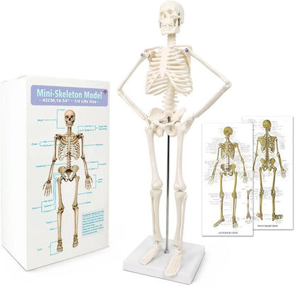 HORIZON 17.7“ High Scientific Human Skeleton Model for Anatomy,Anatomy...