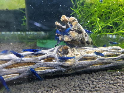 Natural Cholla Wood for Aquarium Decoration Shrimp and 4 Inch (3 Pack), Stone