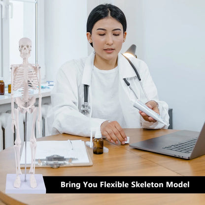 NLShan Human Skeleton Model for Anatomy: 17.7 Inches skeleton model