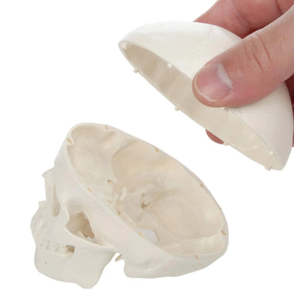 Miniature Human Skull Model, 3.5" Tall 3-Part 2 x 4 x 3 inches, Bone White
