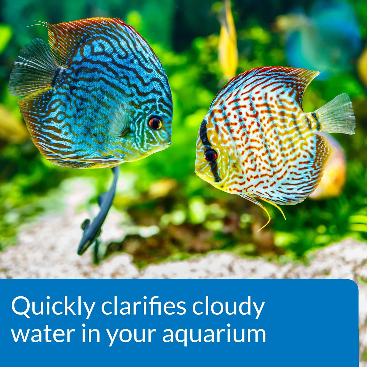 API ACCU-CLEAR Freshwater Aquarium Water Clarifier 8-Ounce 8-Ounce, Clear