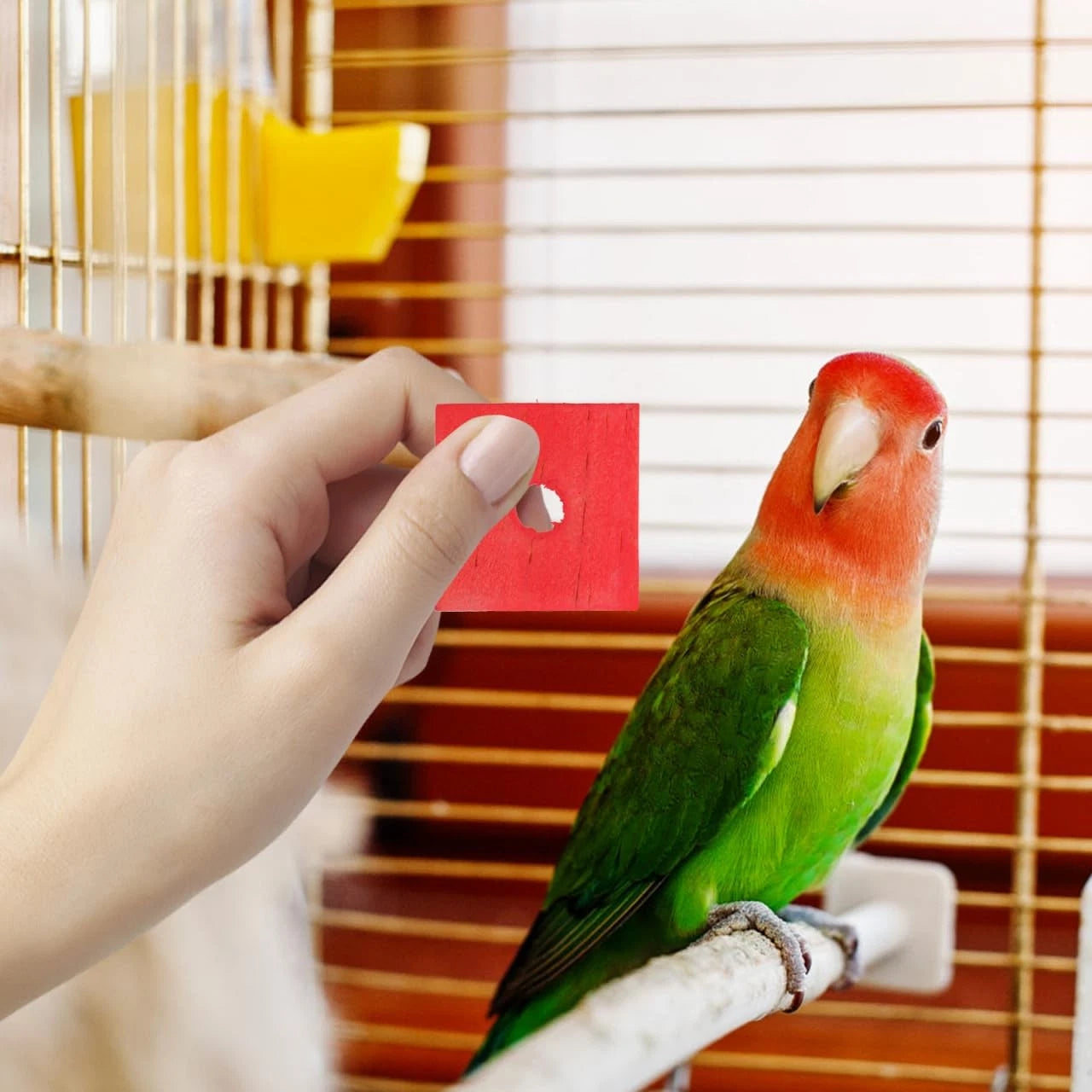 GANAZONO 100Pcs Parrot Wood Blocks Toys Wooden 3X3CM, Random Color