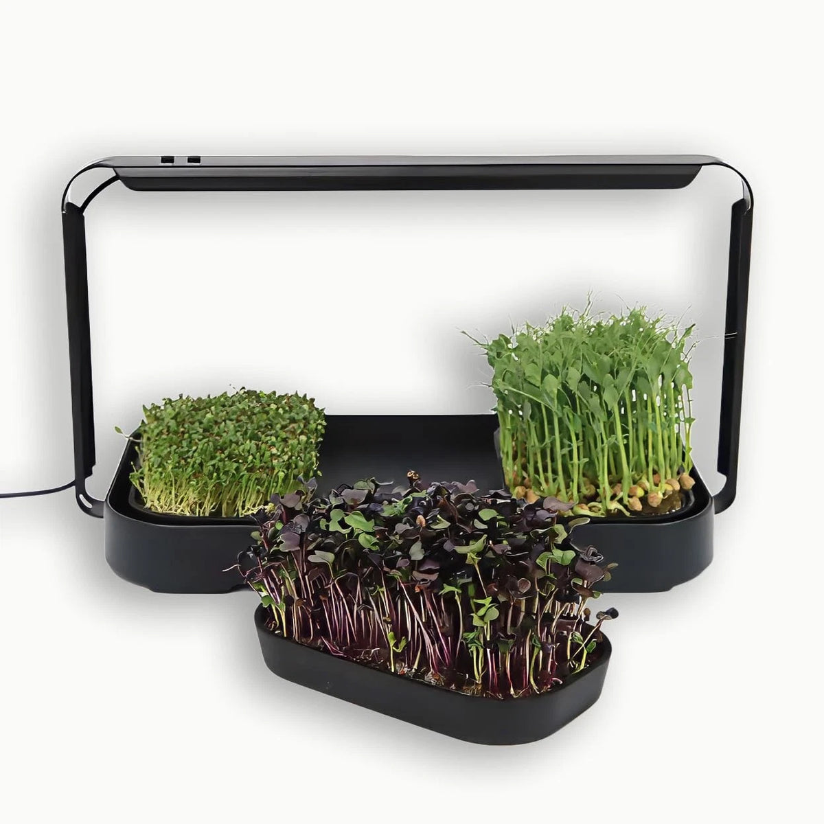 Asphalt Rose Microgreens Growing Kit Indoor, Micro Greens Indoor Herb Black