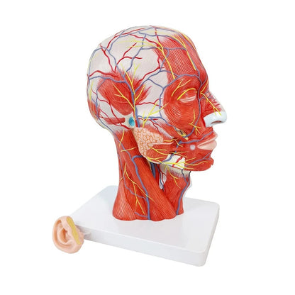 EVOTECH SCIENTIFIC Human Half Head Superficial Neurovascular Musculature...