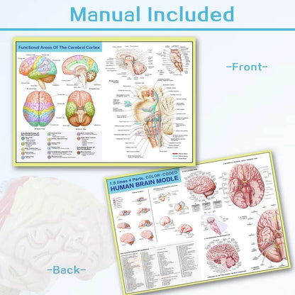 EVOTECH SCIENTIFIC Human Brain Model 13.5"L x 7.2"W, black or white gray