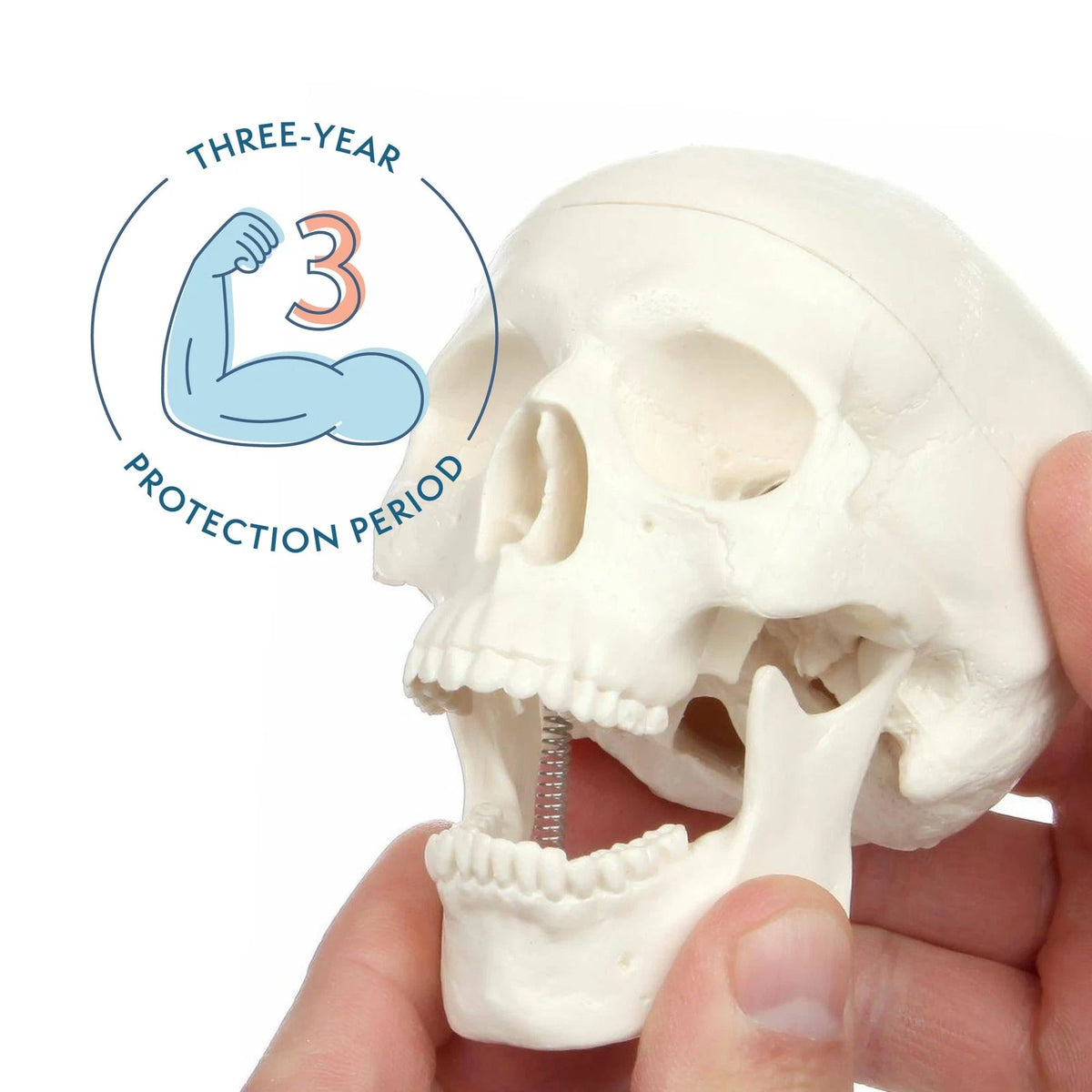 Miniature Human Skull Model, 3.5" Tall 3-Part 2 x 4 x 3 inches, Bone White