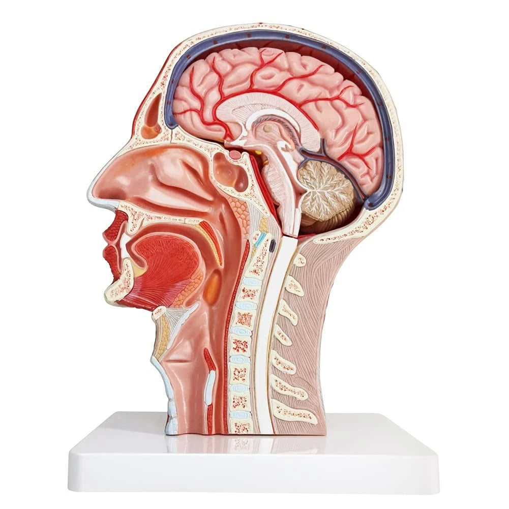 EVOTECH SCIENTIFIC Human Half Head Superficial Neurovascular Musculature...