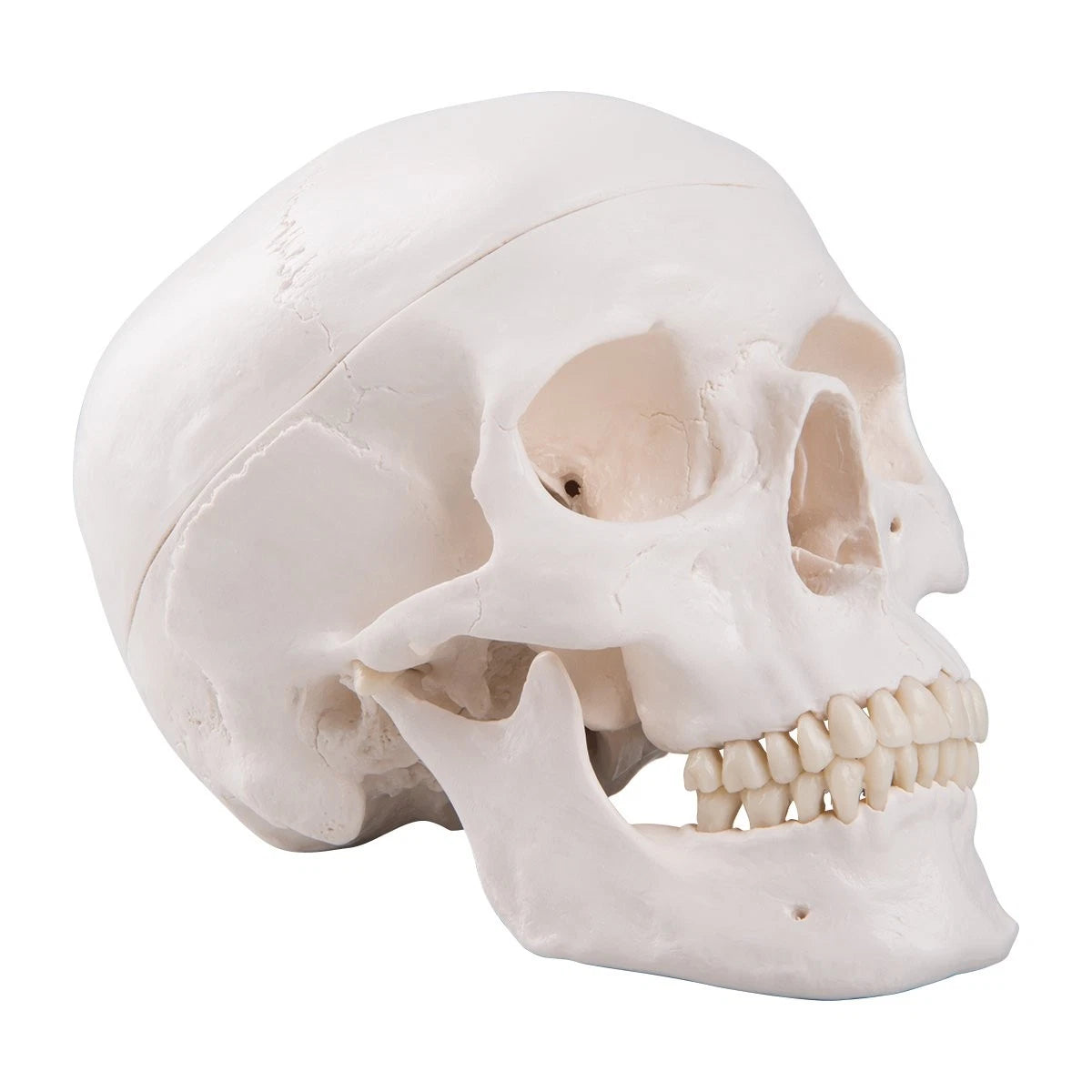 3B Scientific A20 Human Anatomy - Classic Skull Model with classique