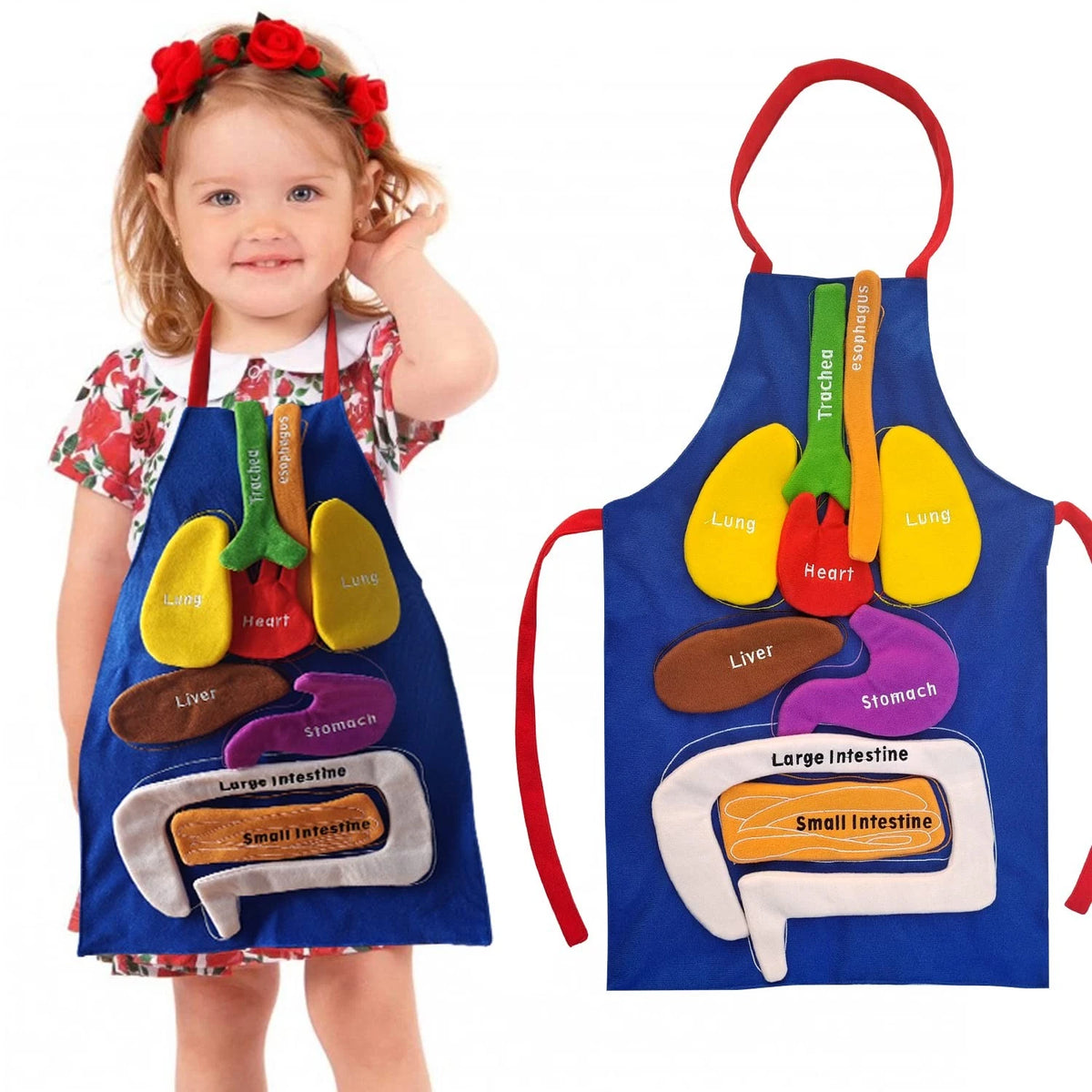 BOCZIF 3D Organ Apron, Human Body Organs Apron Awareness Educational Tool...
