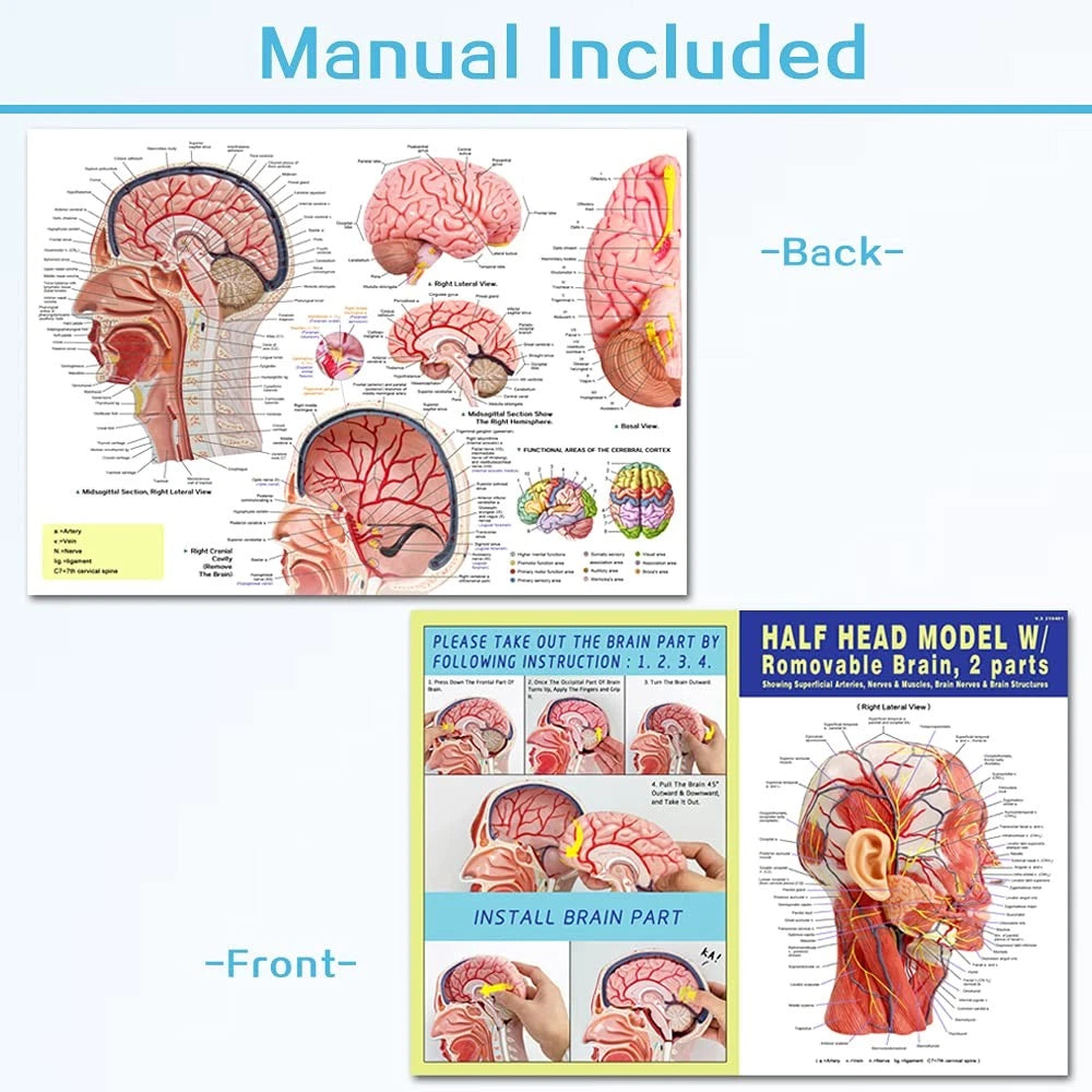 EVOTECH SCIENTIFIC Human Half Head Superficial Neurovascular Musculature...