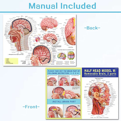 EVOTECH SCIENTIFIC Human Half Head Superficial Neurovascular Musculature...