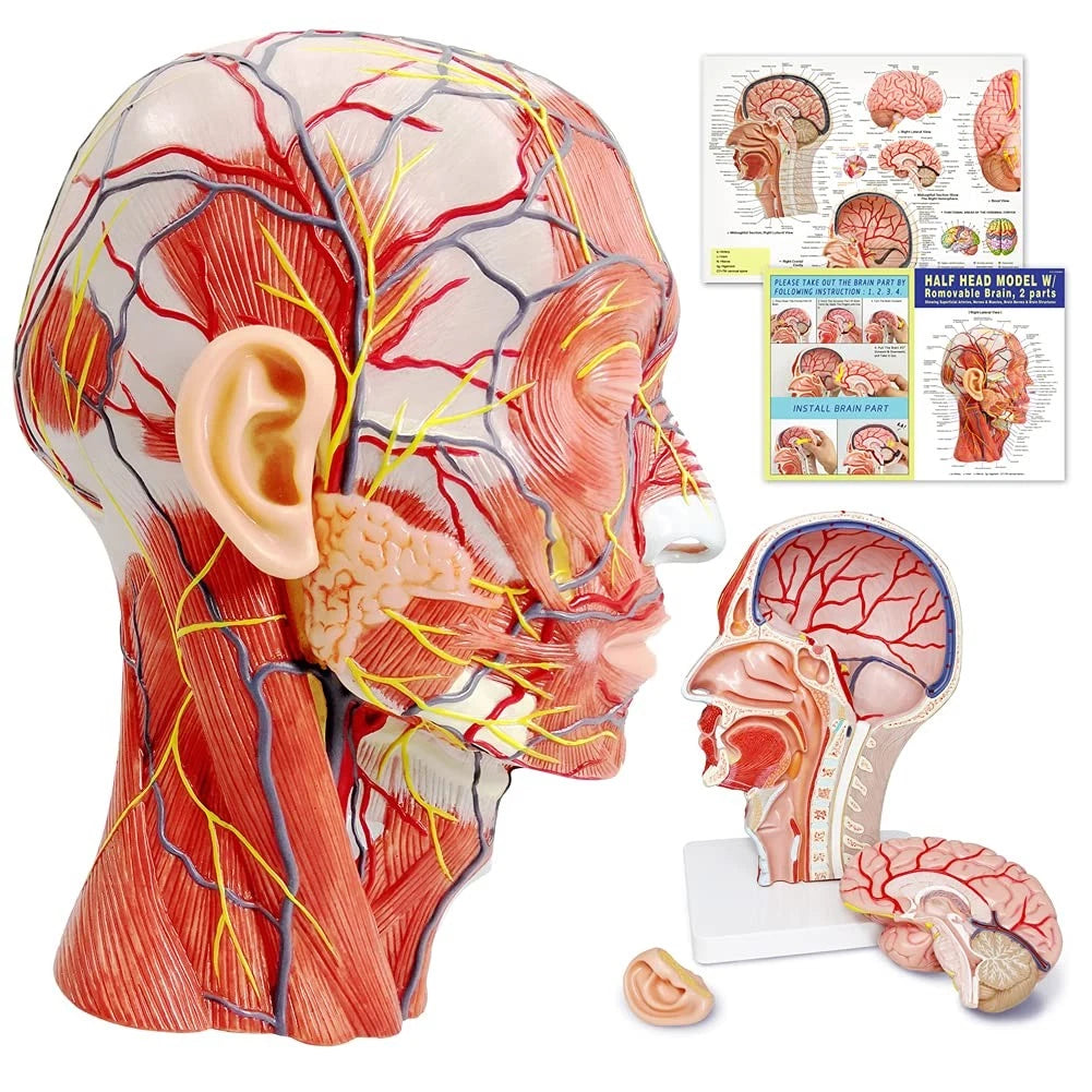 EVOTECH SCIENTIFIC Human Half Head Superficial Neurovascular Musculature...