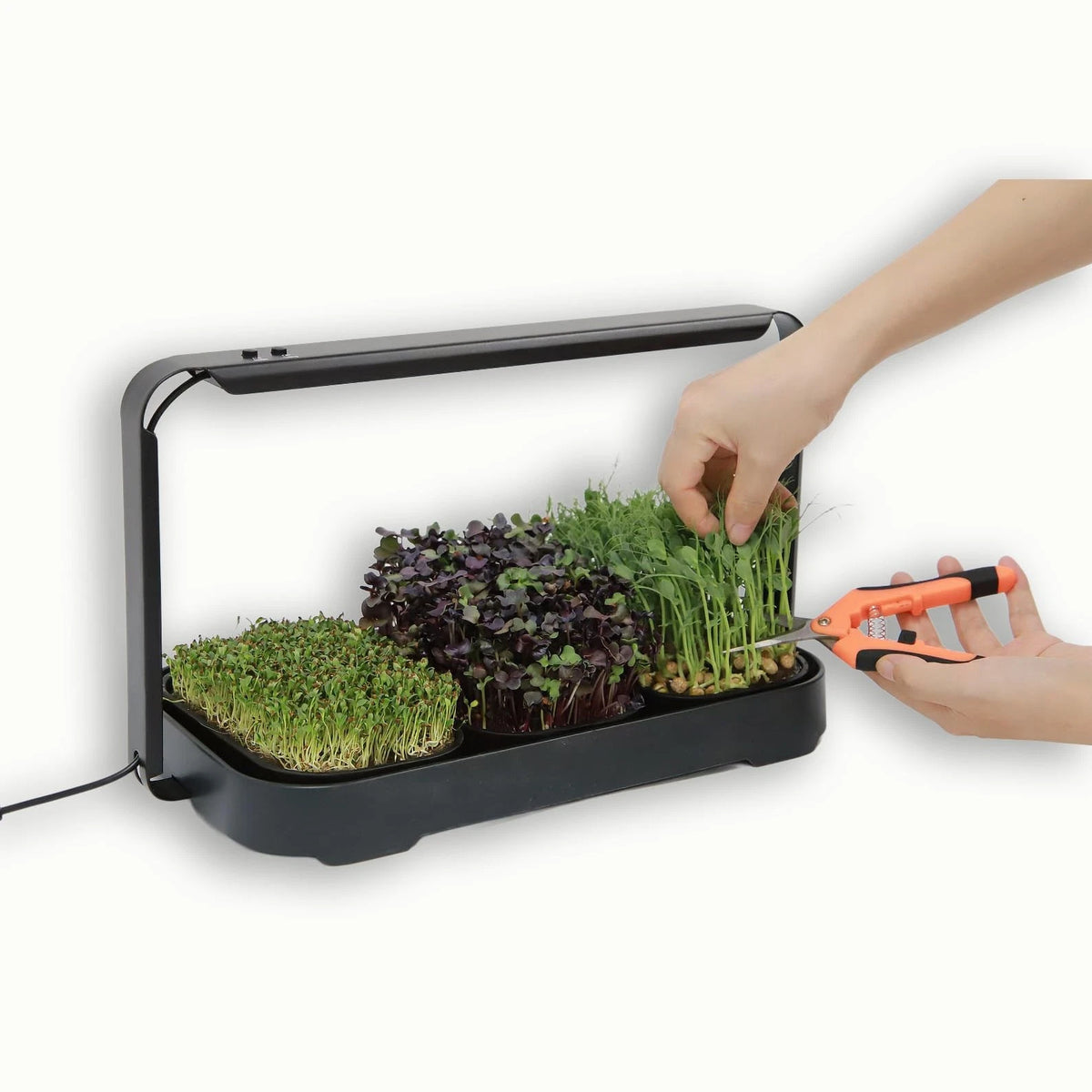 Asphalt Rose Microgreens Growing Kit Indoor, Micro Greens Indoor Herb Black