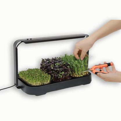 Asphalt Rose Microgreens Growing Kit Indoor, Micro Greens Indoor Herb Black