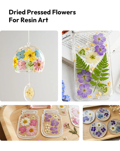 Dried Flowers, Resiners 100Pcs Pressed Flowers for Craft Purple Violet 100pcs