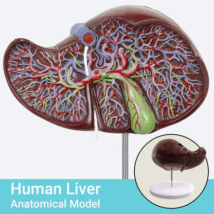 EVOTECH SCIENTIFIC Deluxe Human Liver Anatomical Model, 2 Parts 1.5X...